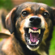 perro-agresivo