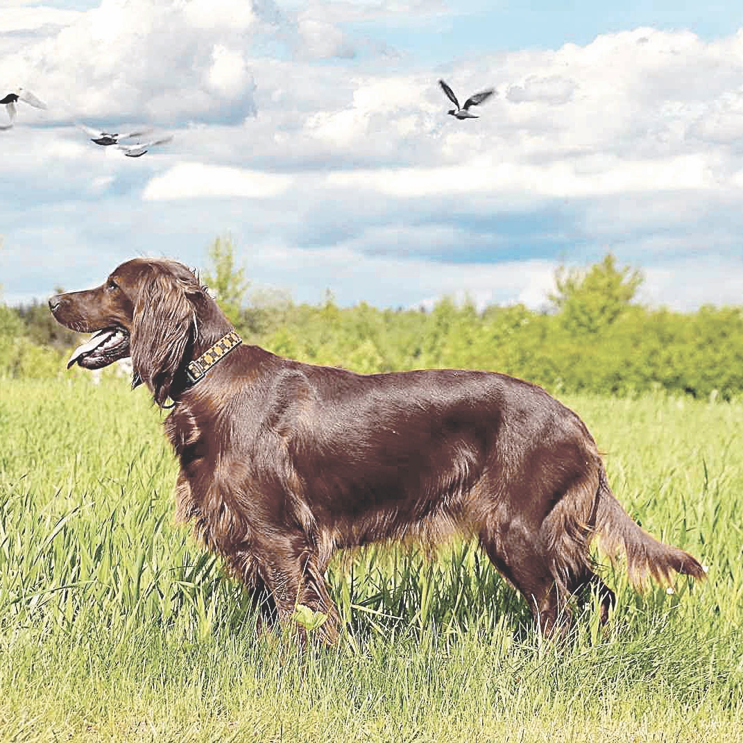 se pueden domesticar los perros de caza