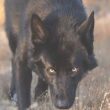 calupoh-raza-perro-lobo-mexicano