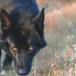 calupoh-raza-perro-lobo-mexicano